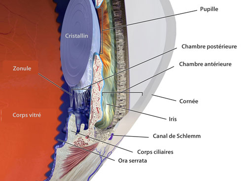 anatomie_oeil Anatomie de l'oeil