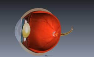 Anatomie de l'oeil avec la cornée, le cristallin , la rétine